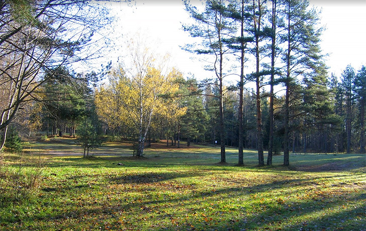 фото участка с лесом